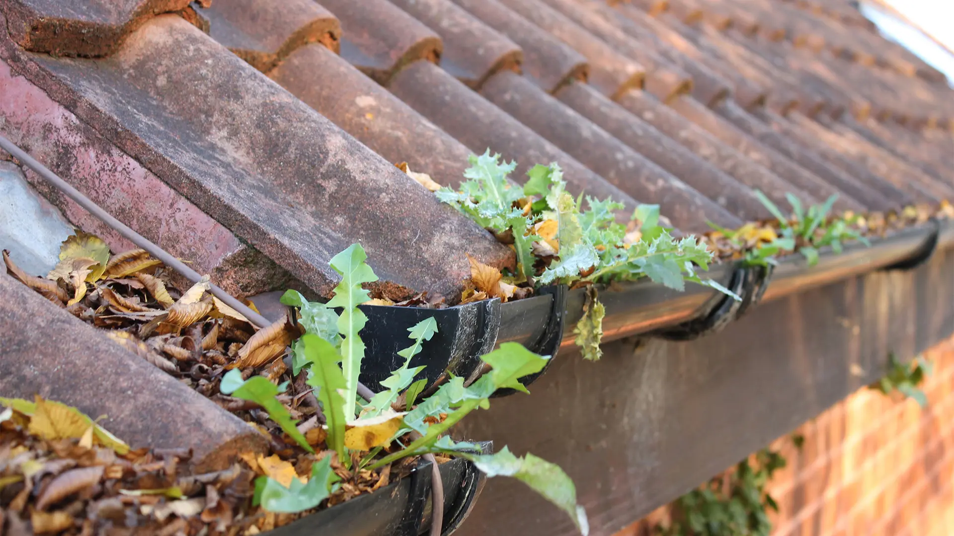 Blocked house gutters overflowing with weeds and leaves in Wisbech, requiring professional gutter unblocking services.